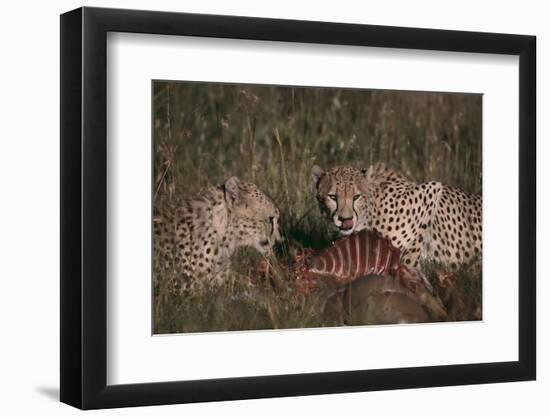 Cheetahs Eating Prey-DLILLC-Framed Photographic Print