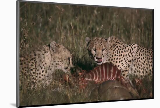 Cheetahs Eating Prey-DLILLC-Mounted Photographic Print