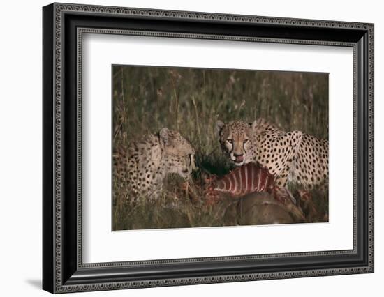 Cheetahs Eating Prey-DLILLC-Framed Photographic Print