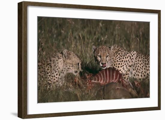 Cheetahs Eating Prey-DLILLC-Framed Photographic Print