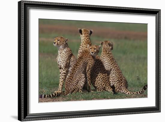 Cheetahs in Grass-DLILLC-Framed Photographic Print