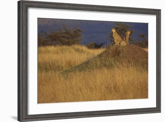 Cheetahs Keeping Watch-DLILLC-Framed Photographic Print