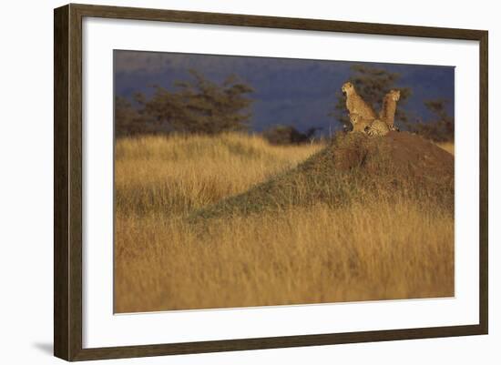 Cheetahs Keeping Watch-DLILLC-Framed Photographic Print