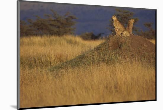 Cheetahs Keeping Watch-DLILLC-Mounted Photographic Print