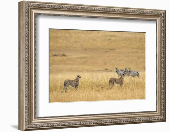 Cheetahs, Masai Mara, Kenya, Africa-Adam Jones-Framed Photographic Print