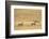 Cheetahs, Masai Mara, Kenya, Africa-Adam Jones-Framed Photographic Print