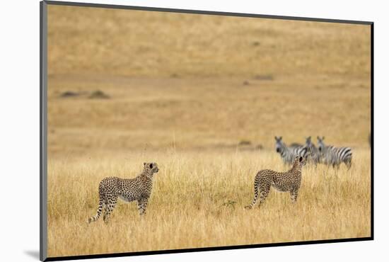 Cheetahs, Masai Mara, Kenya, Africa-Adam Jones-Mounted Photographic Print