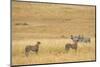 Cheetahs, Masai Mara, Kenya, Africa-Adam Jones-Mounted Photographic Print