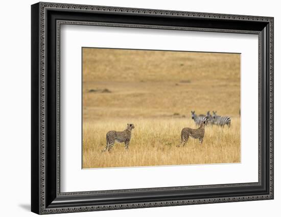 Cheetahs, Masai Mara, Kenya, Africa-Adam Jones-Framed Photographic Print