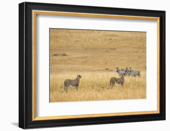 Cheetahs, Masai Mara, Kenya, Africa-Adam Jones-Framed Photographic Print