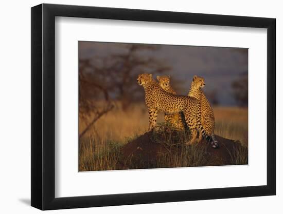 Cheetahs on Mound-DLILLC-Framed Photographic Print