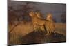 Cheetahs on Mound-DLILLC-Mounted Photographic Print