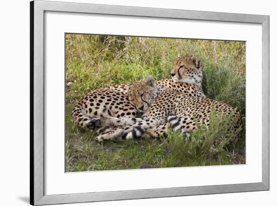 Cheetahs, Serengeti National Park, Tanzania-Art Wolfe-Framed Photographic Print