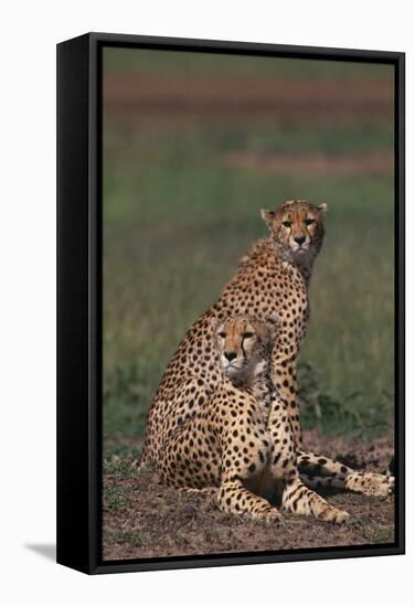 Cheetahs Sitting in Savannah-DLILLC-Framed Premier Image Canvas