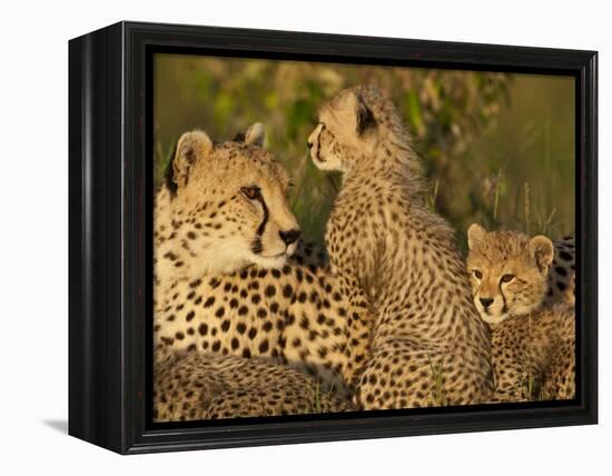 Cheetahs, Upper Mara, Masai Mara Game Reserve, Kenya-Joe & Mary Ann McDonald-Framed Premier Image Canvas