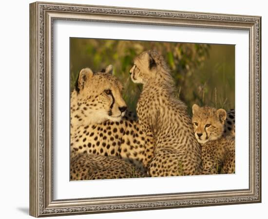 Cheetahs, Upper Mara, Masai Mara Game Reserve, Kenya-Joe & Mary Ann McDonald-Framed Photographic Print