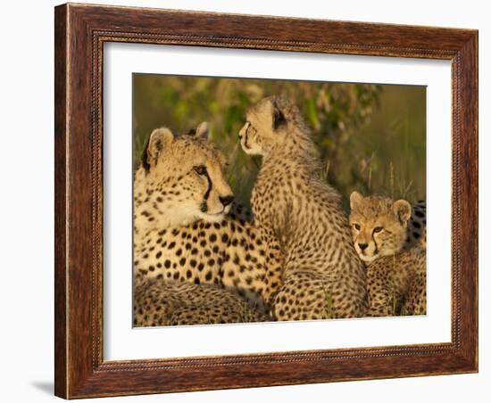 Cheetahs, Upper Mara, Masai Mara Game Reserve, Kenya-Joe & Mary Ann McDonald-Framed Photographic Print