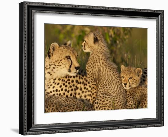 Cheetahs, Upper Mara, Masai Mara Game Reserve, Kenya-Joe & Mary Ann McDonald-Framed Photographic Print