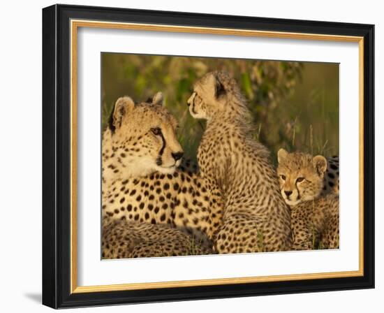 Cheetahs, Upper Mara, Masai Mara Game Reserve, Kenya-Joe & Mary Ann McDonald-Framed Photographic Print