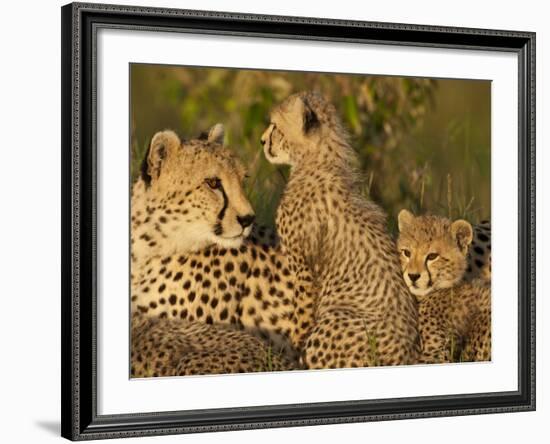 Cheetahs, Upper Mara, Masai Mara Game Reserve, Kenya-Joe & Mary Ann McDonald-Framed Photographic Print