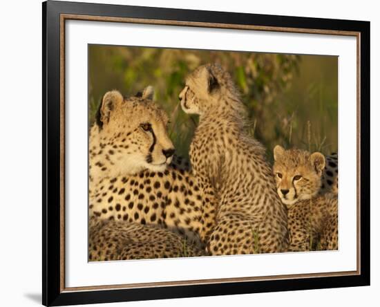 Cheetahs, Upper Mara, Masai Mara Game Reserve, Kenya-Joe & Mary Ann McDonald-Framed Photographic Print