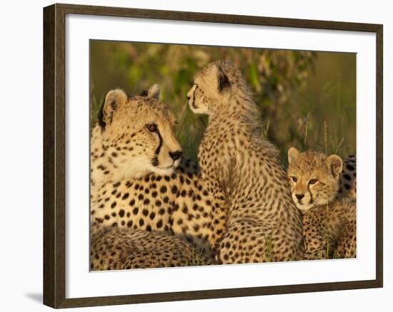 Cheetahs, Upper Mara, Masai Mara Game Reserve, Kenya-Joe & Mary Ann McDonald-Framed Photographic Print