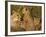 Cheetahs, Upper Mara, Masai Mara Game Reserve, Kenya-Joe & Mary Ann McDonald-Framed Photographic Print