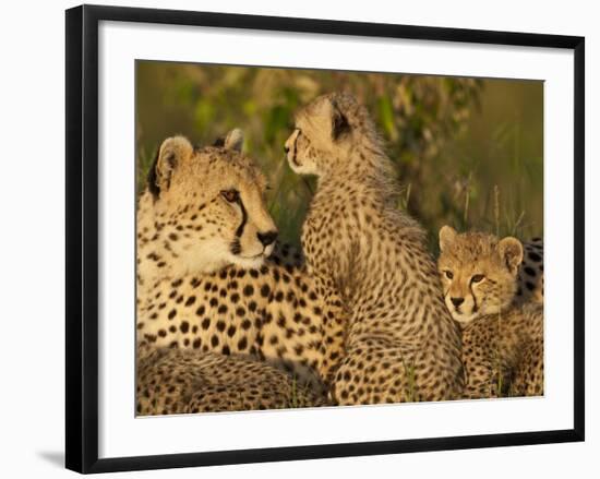 Cheetahs, Upper Mara, Masai Mara Game Reserve, Kenya-Joe & Mary Ann McDonald-Framed Photographic Print