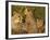 Cheetahs, Upper Mara, Masai Mara Game Reserve, Kenya-Joe & Mary Ann McDonald-Framed Photographic Print