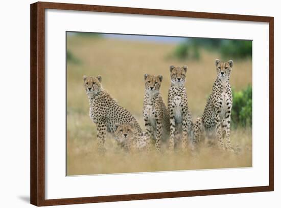 Cheetahs X Five Sitting in Line-null-Framed Photographic Print