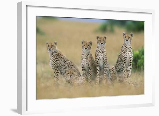 Cheetahs X Five Sitting in Line-null-Framed Photographic Print