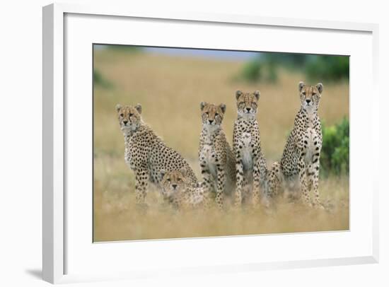 Cheetahs X Five Sitting in Line-null-Framed Photographic Print