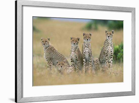 Cheetahs X Five Sitting in Line-null-Framed Photographic Print