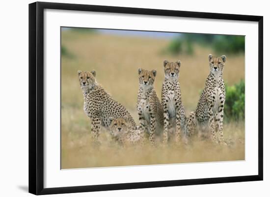 Cheetahs X Five Sitting in Line-null-Framed Photographic Print