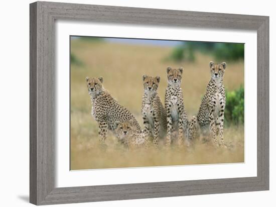 Cheetahs X Five Sitting in Line-null-Framed Photographic Print