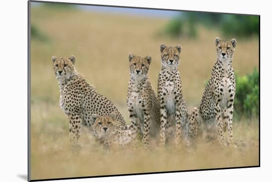 Cheetahs X Five Sitting in Line-null-Mounted Photographic Print