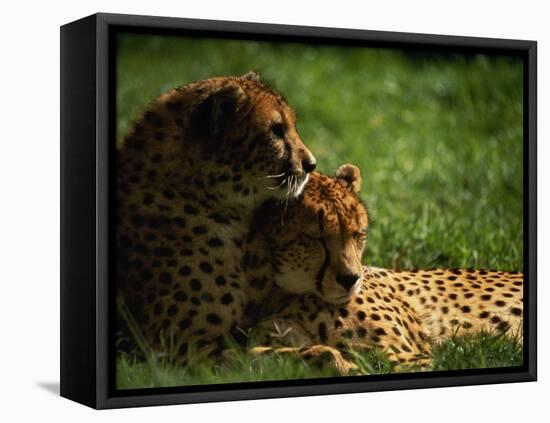 Cheetahs-Mitch Diamond-Framed Premier Image Canvas