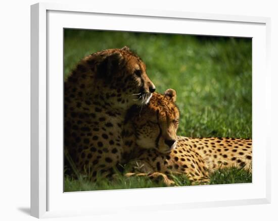 Cheetahs-Mitch Diamond-Framed Photographic Print
