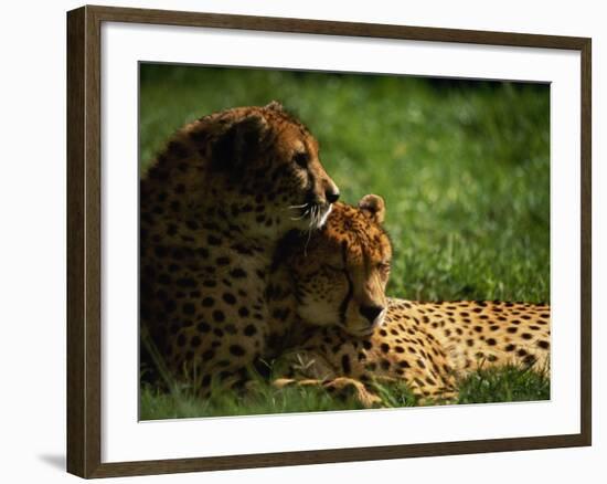 Cheetahs-Mitch Diamond-Framed Photographic Print