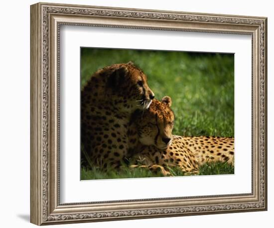 Cheetahs-Mitch Diamond-Framed Photographic Print