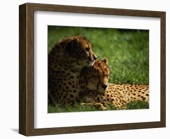 Cheetahs-Mitch Diamond-Framed Photographic Print