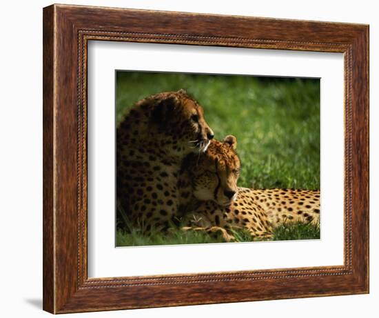 Cheetahs-Mitch Diamond-Framed Photographic Print