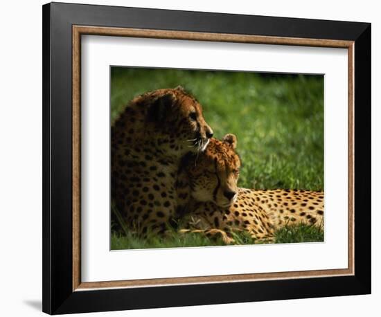 Cheetahs-Mitch Diamond-Framed Photographic Print