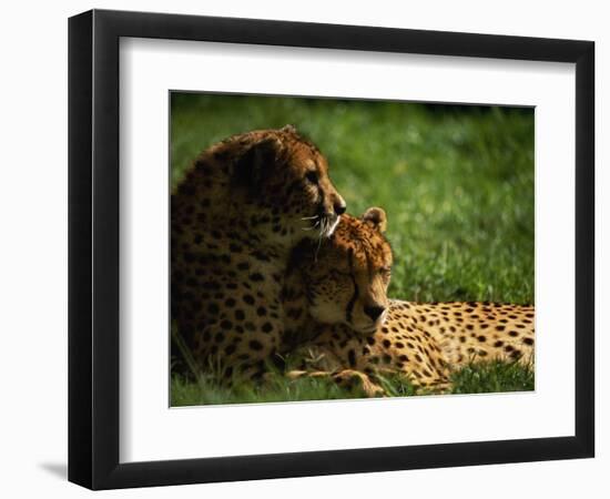 Cheetahs-Mitch Diamond-Framed Photographic Print