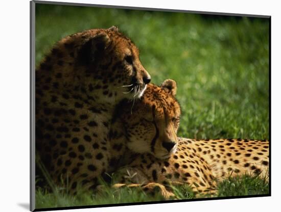 Cheetahs-Mitch Diamond-Mounted Photographic Print