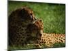 Cheetahs-Mitch Diamond-Mounted Photographic Print