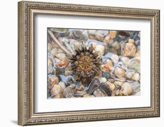 Cheiridopsis seed capsule, Namaqualand, South Africa-Chris Mattison-Framed Photographic Print