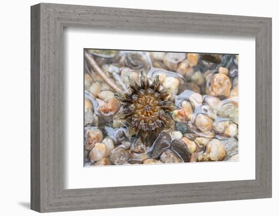 Cheiridopsis seed capsule, Namaqualand, South Africa-Chris Mattison-Framed Photographic Print