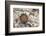 Cheiridopsis seed capsule, Namaqualand, South Africa-Chris Mattison-Framed Photographic Print