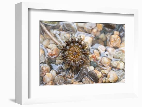 Cheiridopsis seed capsule, Namaqualand, South Africa-Chris Mattison-Framed Photographic Print